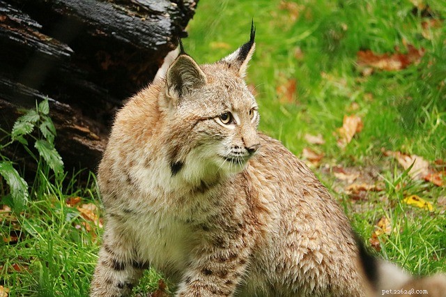 Why Keeping Big Cats as Pets Is a Bad Idea: 7 Key Reasons