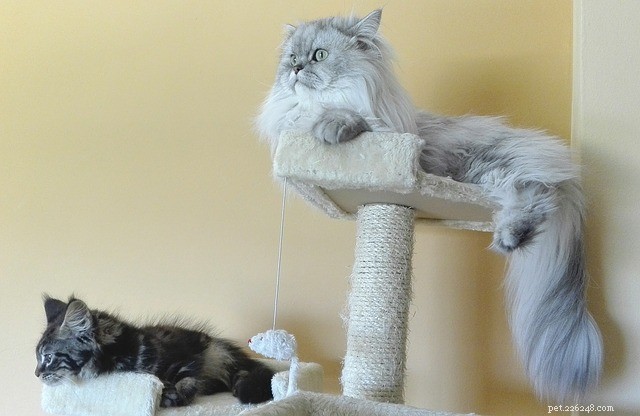 Choosing the Ideal Cat Scratching Post: A Practical Guide