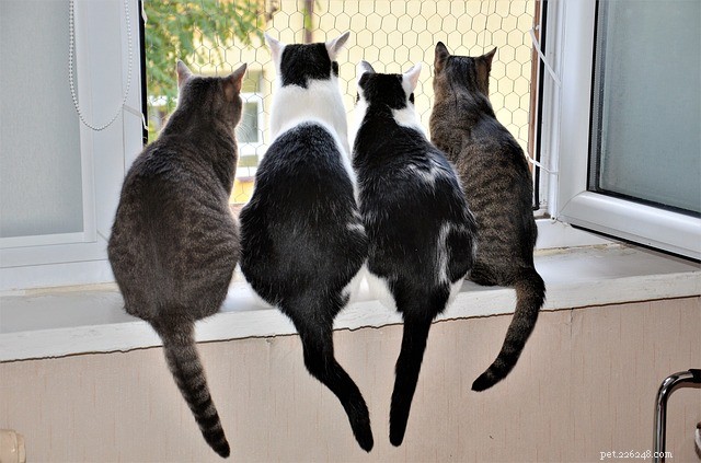 Understanding the Idiom  Herding Cats : Meaning and Usage