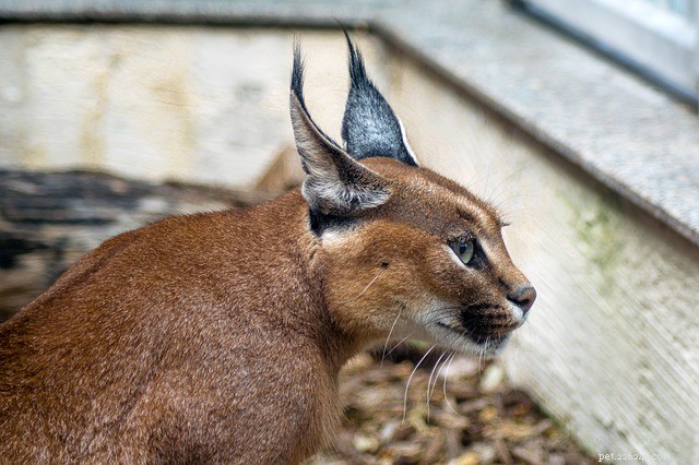 Caracal Cat: Features, Habitat, and Behavior of the Exotic Wildcat