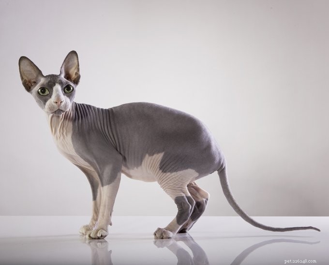 Hairless Cats: Explore Four Fascinating Hairless Cat Breeds