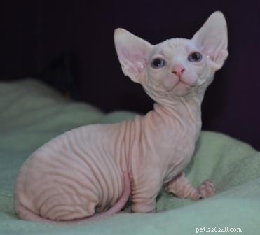 Hairless Cats: Explore Four Fascinating Hairless Cat Breeds