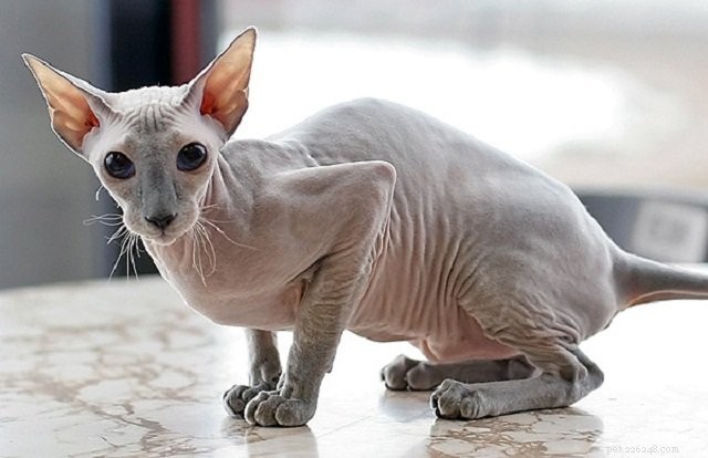 Hairless Cats: Explore Four Fascinating Hairless Cat Breeds