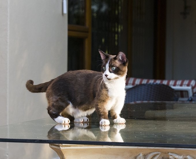 Dwarf Cat 101: Everything You Need to Know