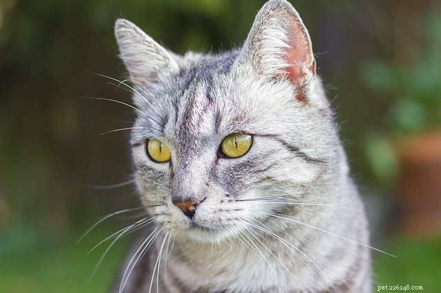 Cat Years to Human Years Explained: Accurate Conversion Formula