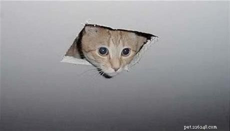 The Origin and Legacy of Ceiling Cat: A Legendary Internet Meme
