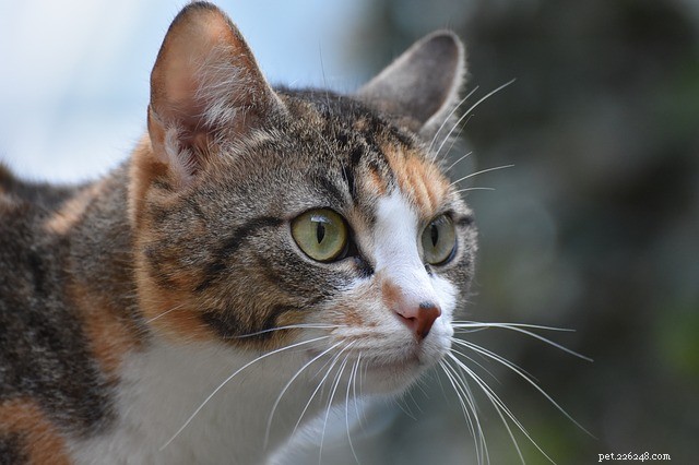 Understanding Cat Meows: What Your Cat Is Trying to Tell You