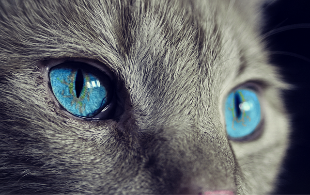 The Cat’s Eye: Fascinating Facts About Feline Vision