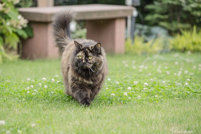 Decoding Your Cat’s Tail: How to Interpret Their Tail Signals
