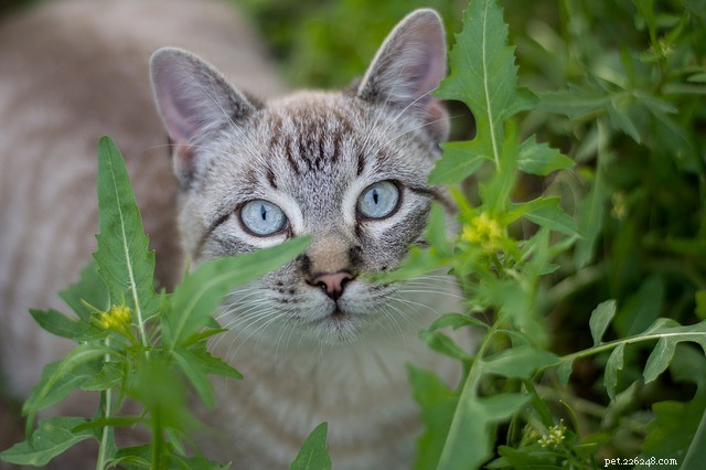 Understanding Cat Behaviour Problems: Root Causes & Solutions