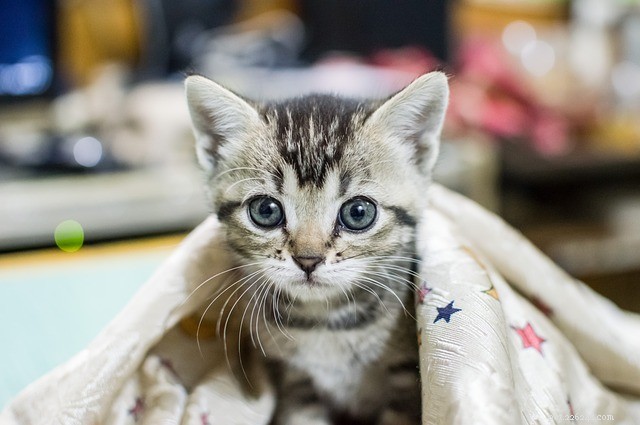 Homemade Cat Food: How to Create Nutritious Meals at Home