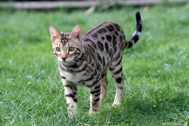 Finding the Perfect Medium‑Sized Cat: Personality, Care, and Top Breeds