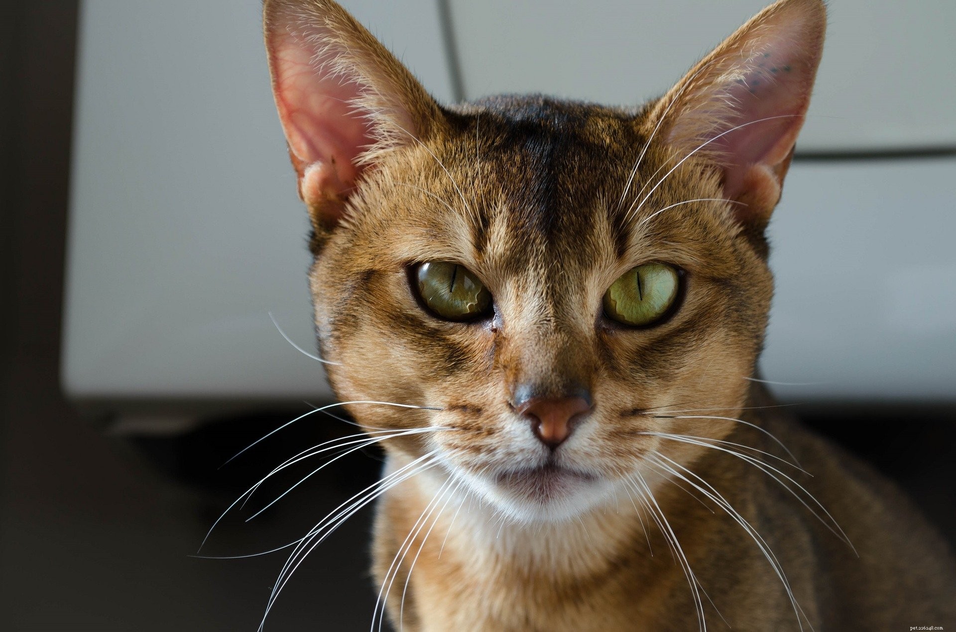 Finding the Perfect Medium‑Sized Cat: Personality, Care, and Top Breeds