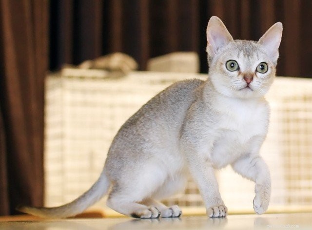 Small Cat Breeds: The Best in Compact Size