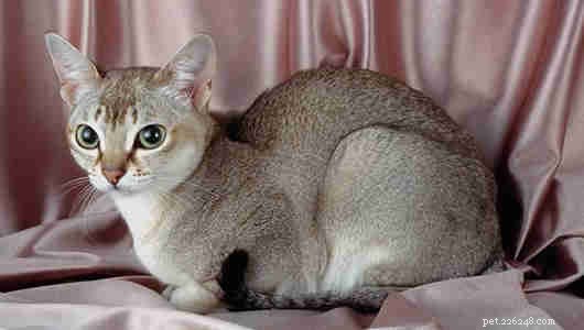 Small Cat Breeds: The Best in Compact Size