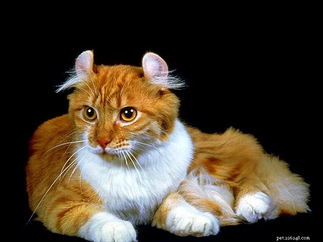 Small Cat Breeds: The Best in Compact Size