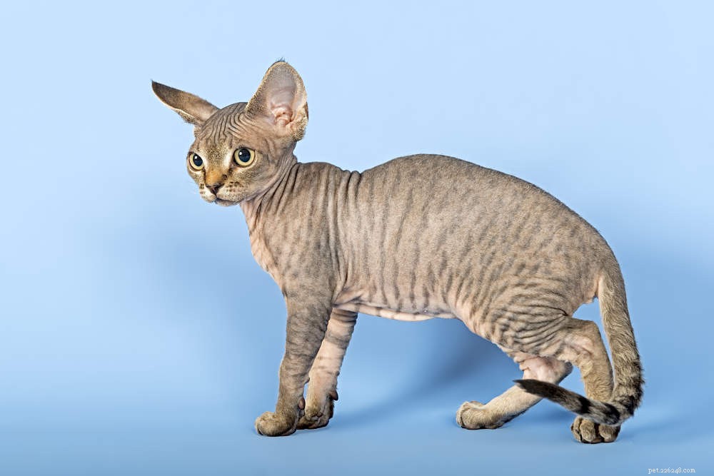 Small Cat Breeds: The Best in Compact Size