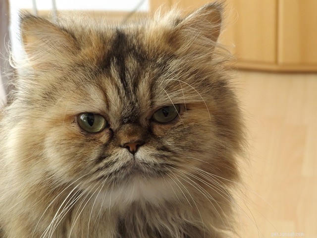 Expert Guide: Bathing a Persian Cat – Step‑by‑Step Tips & Tricks