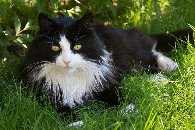 When Do Cats Begin Shedding? Understanding Age and Causes