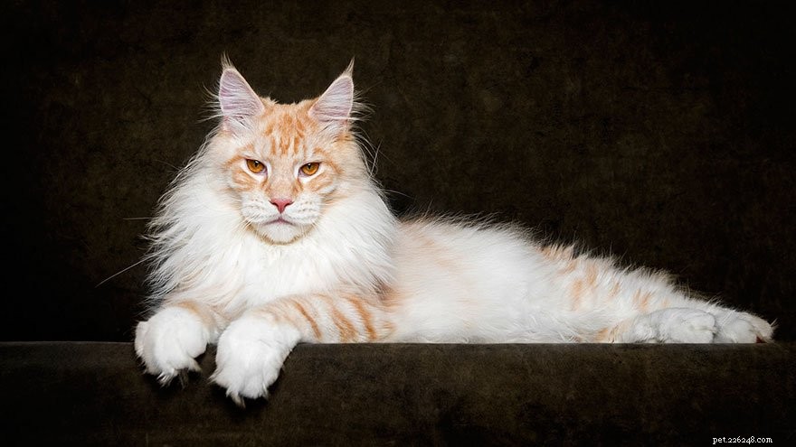 Explore the 5 Best Large Cat Breeds for Pet Lovers