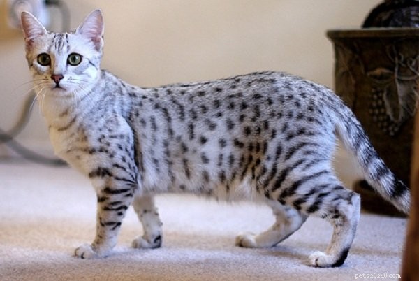 Explore the 5 Best Large Cat Breeds for Pet Lovers