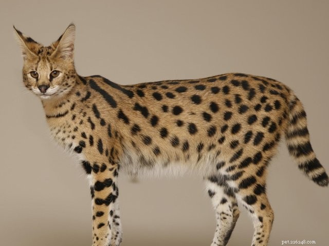 Explore the 5 Best Large Cat Breeds for Pet Lovers