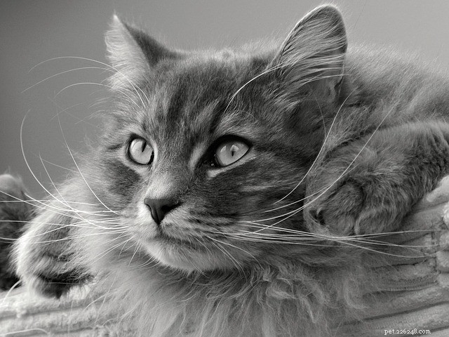 Explore the 5 Best Large Cat Breeds for Pet Lovers