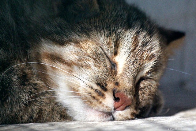 Leopard Cat: Distribution, Ecology, and Behavior – A Comprehensive Overview