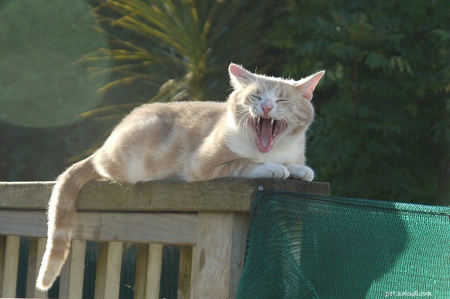 How to Brush Your Cat s Teeth: A Step‑by‑Step Guide