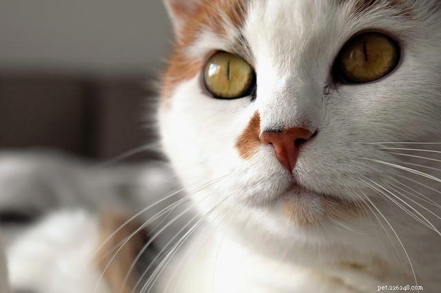 Orijen Cat Food – Premium, Naturally Balanced Nutrition for Your Feline