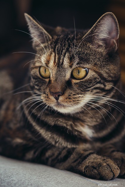 Cat Diarrhea: Causes, Symptoms, and Trusted Treatment Solutions