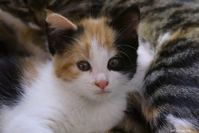 Cat Vomiting Explained: Causes, Symptoms, and When to Seek Veterinary Care