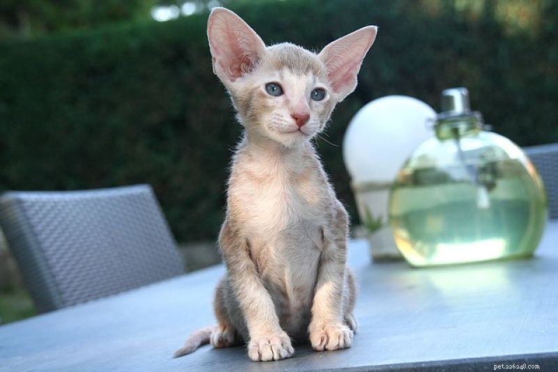 Oriental Shorthair: Origins, Traits, and Personality Explained