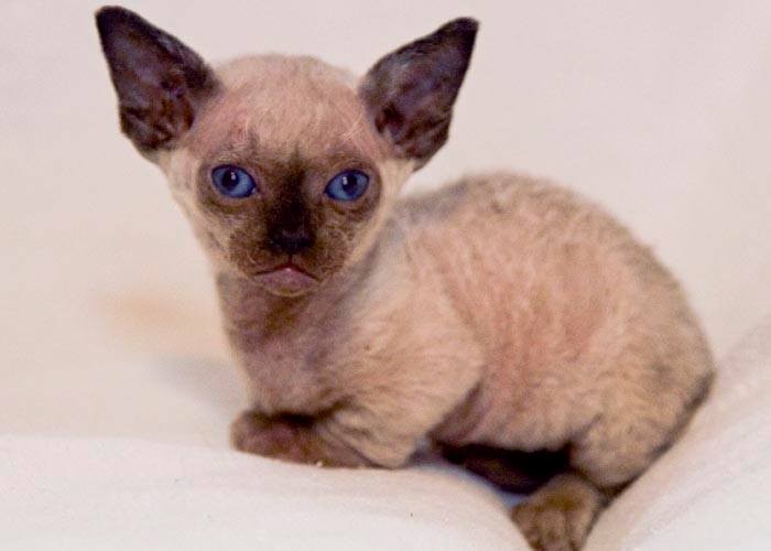 Minskin Cats: Origins, Traits, and Temperament Explained