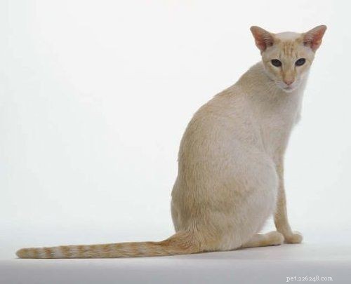 Colorpoint Shorthair Cats: Origins, Traits, and Temperament Explained