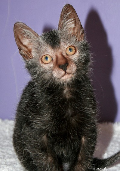 Lykoi (Werewolf Cat): Origins, Traits & Care