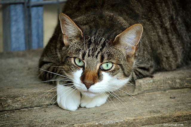 Cat Diarrhea: Causes, Symptoms & Effective Treatment Options