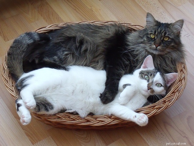 Top 5 Fluffy Cat Breeds: The Most Adorable and Caring Choices