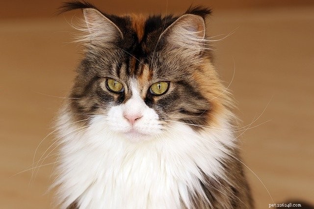 Top 5 Fluffy Cat Breeds: The Most Adorable and Caring Choices
