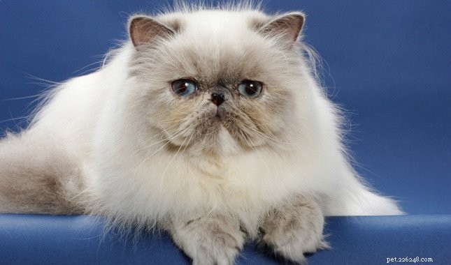 Top 5 Fluffy Cat Breeds: The Most Adorable and Caring Choices