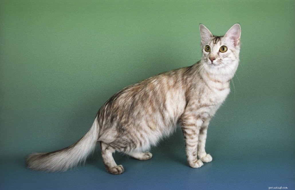 Oriental Longhair: Heritage, Traits, and Personality Explained