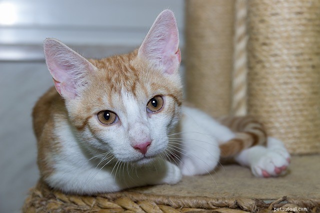 Cat Appetite Changes: Causes & What to Watch For