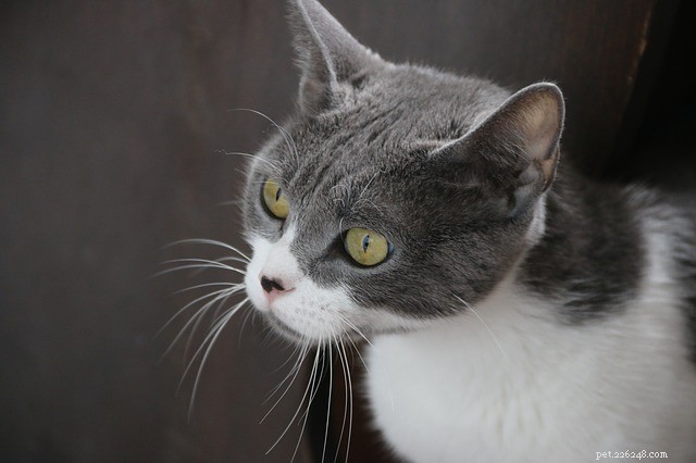 Cat Liver Failure: Causes, Symptoms & Effective Treatments