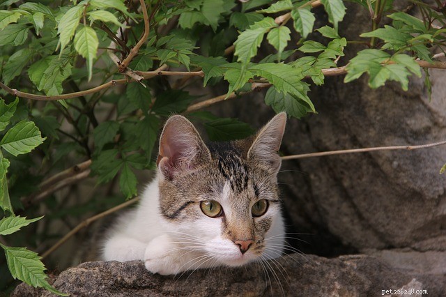 Cat Pancreatitis: Causes, Symptoms, and Treatment Strategies