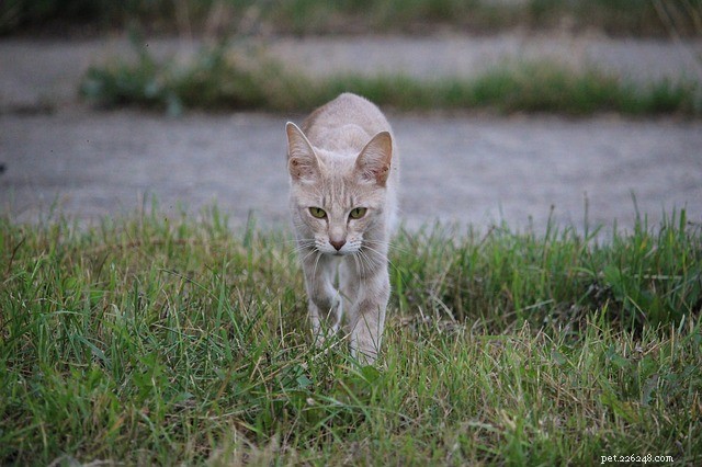 Cat Weight Loss: Causes, Symptoms & Treatment Guide