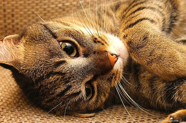 Cat Gastritis Explained: Causes, Signs & Effective Treatments
