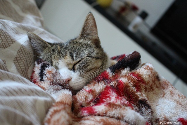 Cat Dehydration: Causes, Symptoms & Essential Care Tips