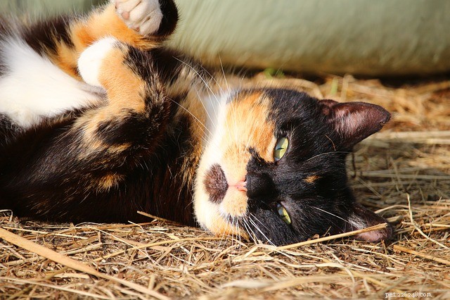 Why Your Cat Sleeps Beside You: Love, Warmth, and Security Explained