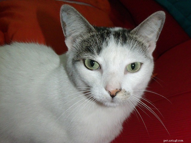 Understanding Cat Diaphragmatic Hernias: Causes, Symptoms, and Treatment Options