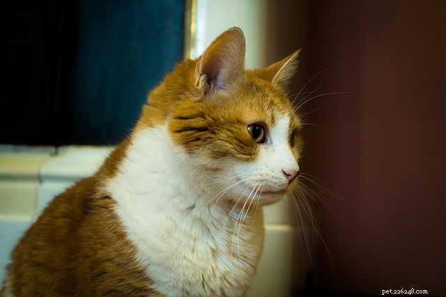 Severe Constipation in Cats: Causes, Symptoms & Treatment